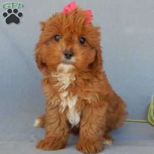 Penny, Cavapoo Puppy